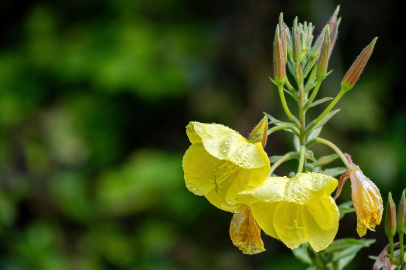 Missouri Primrose