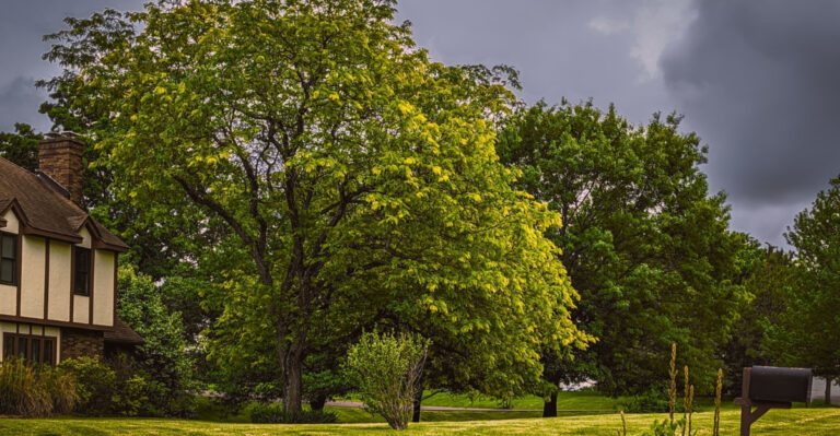 Missouri Tree Laws Mean Business, And Violating Them Can Cost You