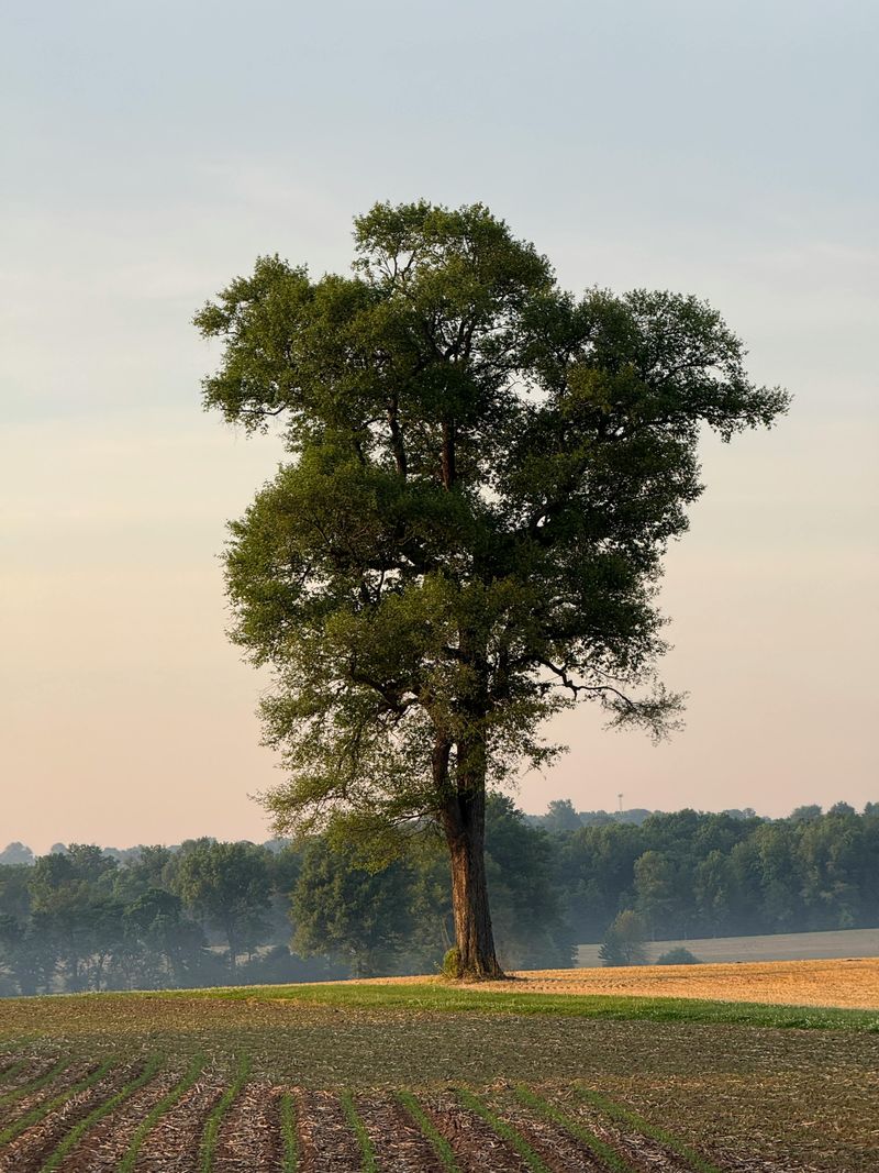 Missouri's Tree Laws Are Surprisingly Strict