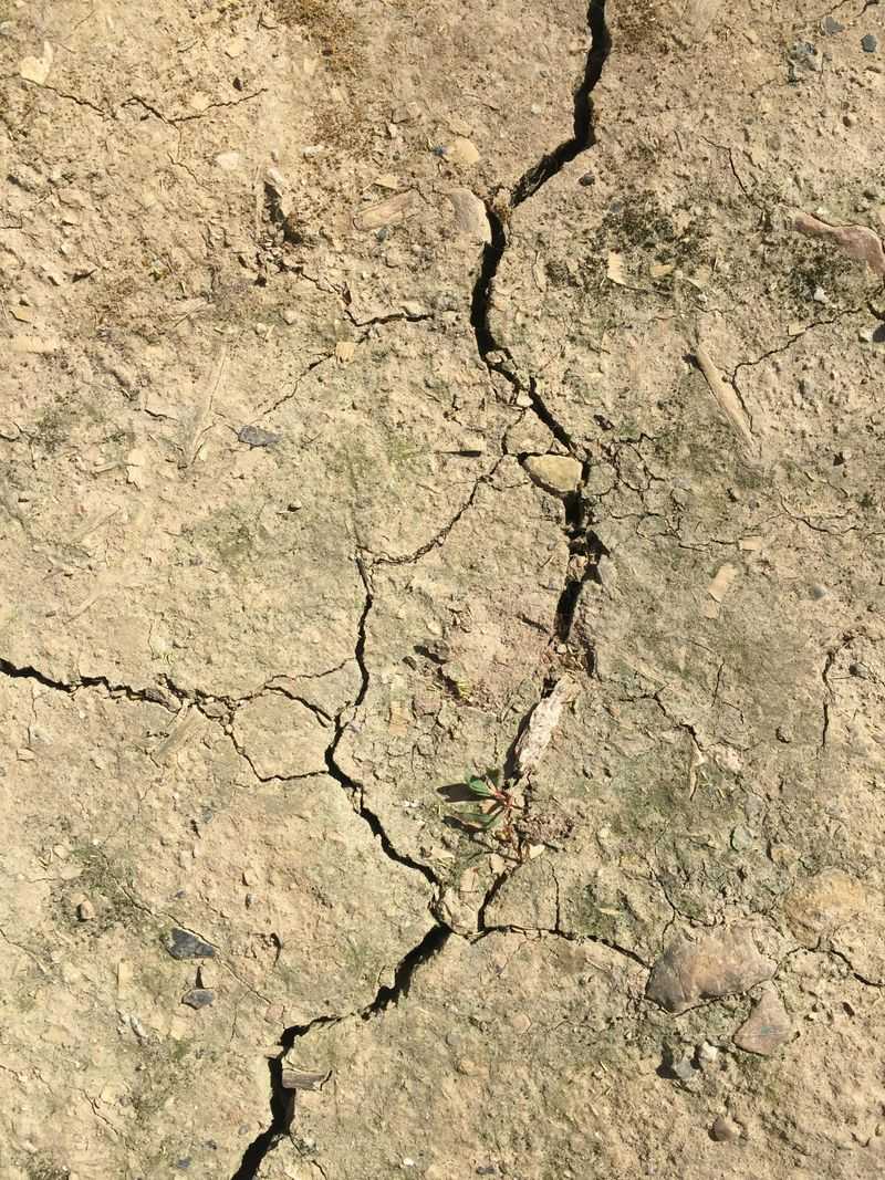 Mistake 2: No Mulch Or Poor Soil Drainage Mistake 2: No Mulch Or Poor Soil Drainage