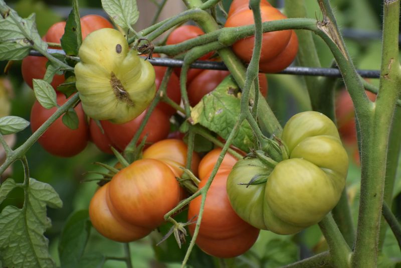 Mistake 3: Growing the Wrong Tomato