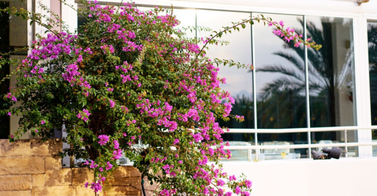 Mistakes Texas Gardeners Make With Bougainvillea Every Summer