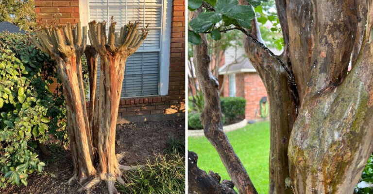 Mistakes Texas Gardeners Make With Crape Myrtles Every Single Summer