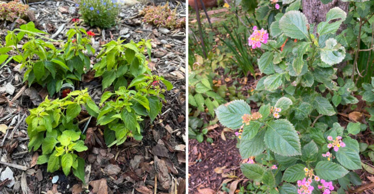 Mistakes Texas Gardeners Make With Lantana That Stop It From Blooming