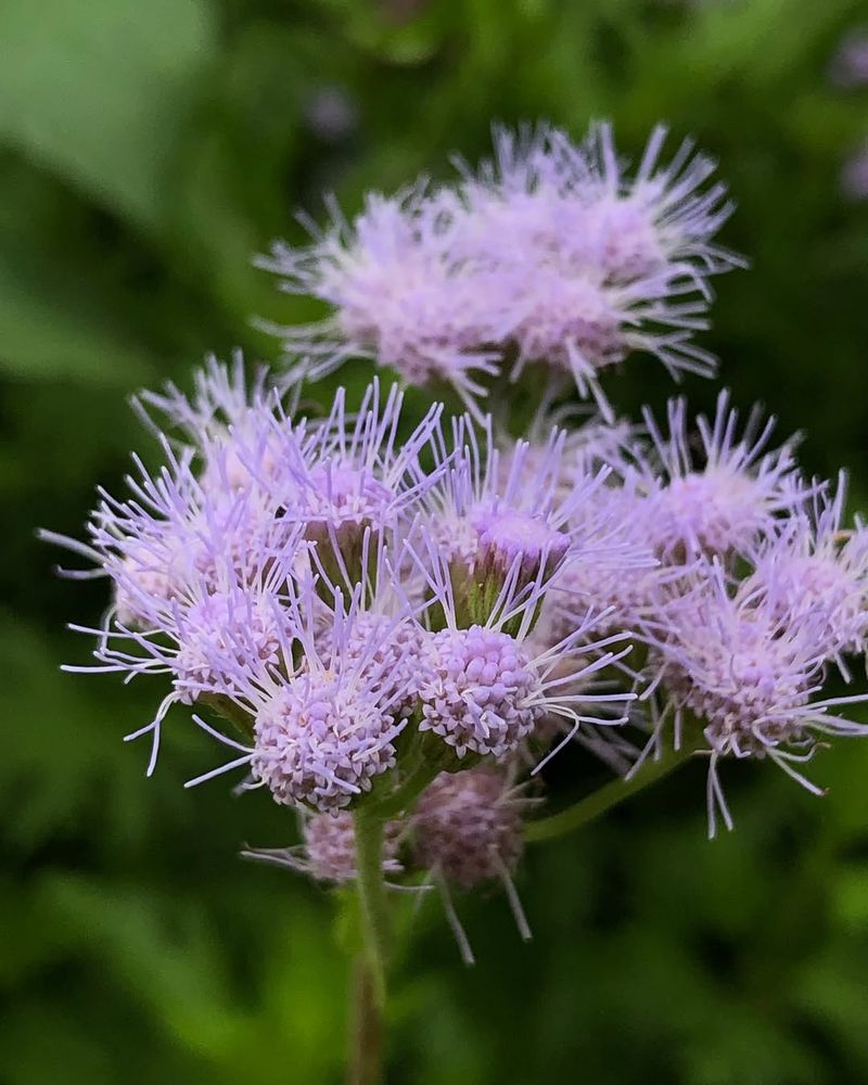 Mistflower Mistflower