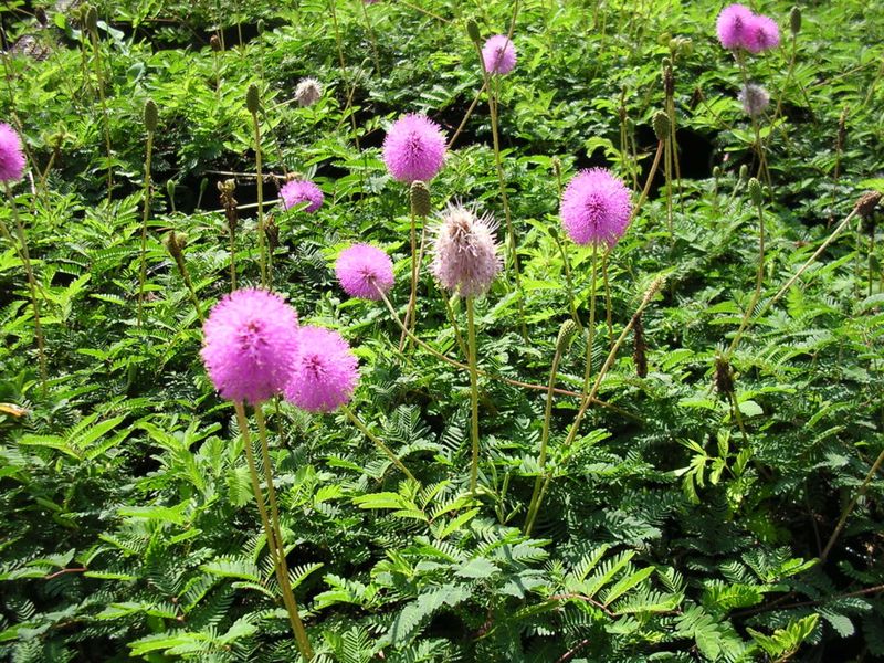 Grow Sunshine Mimosa With Salvia
