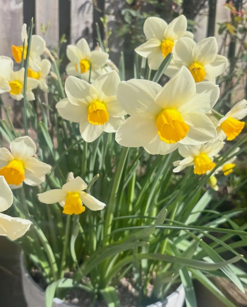 Mix Dwarf Iris With White Narcissus Mix Dwarf Iris With White Narcissus