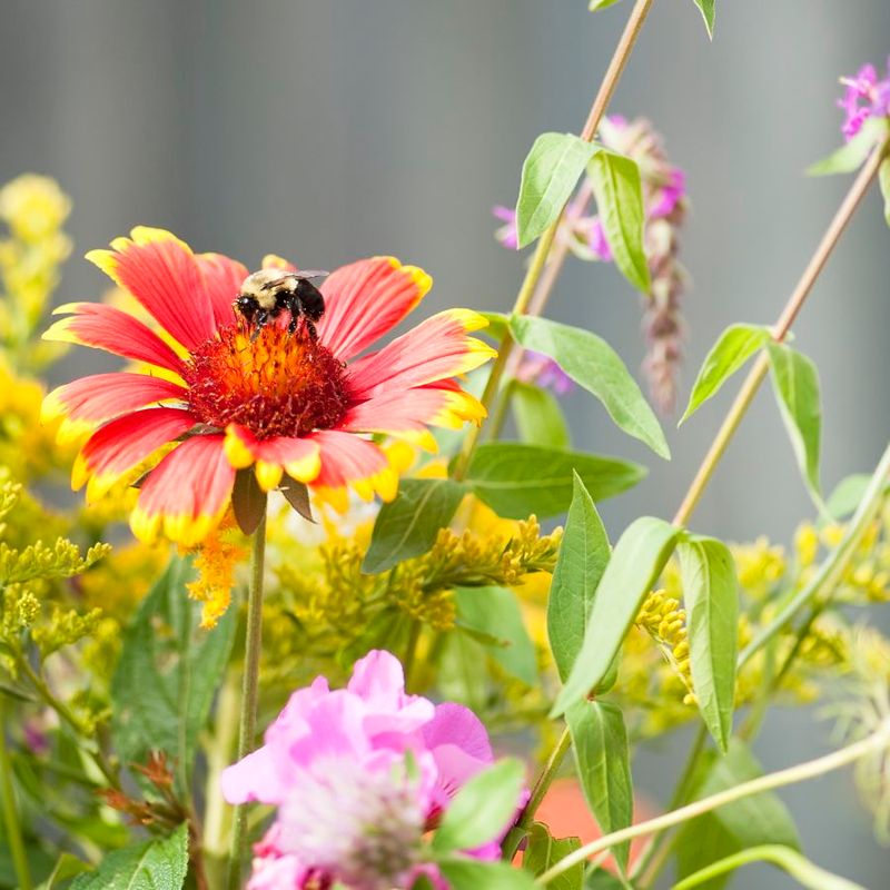 Mix Heights Colors And Bloom Shapes In One Pot