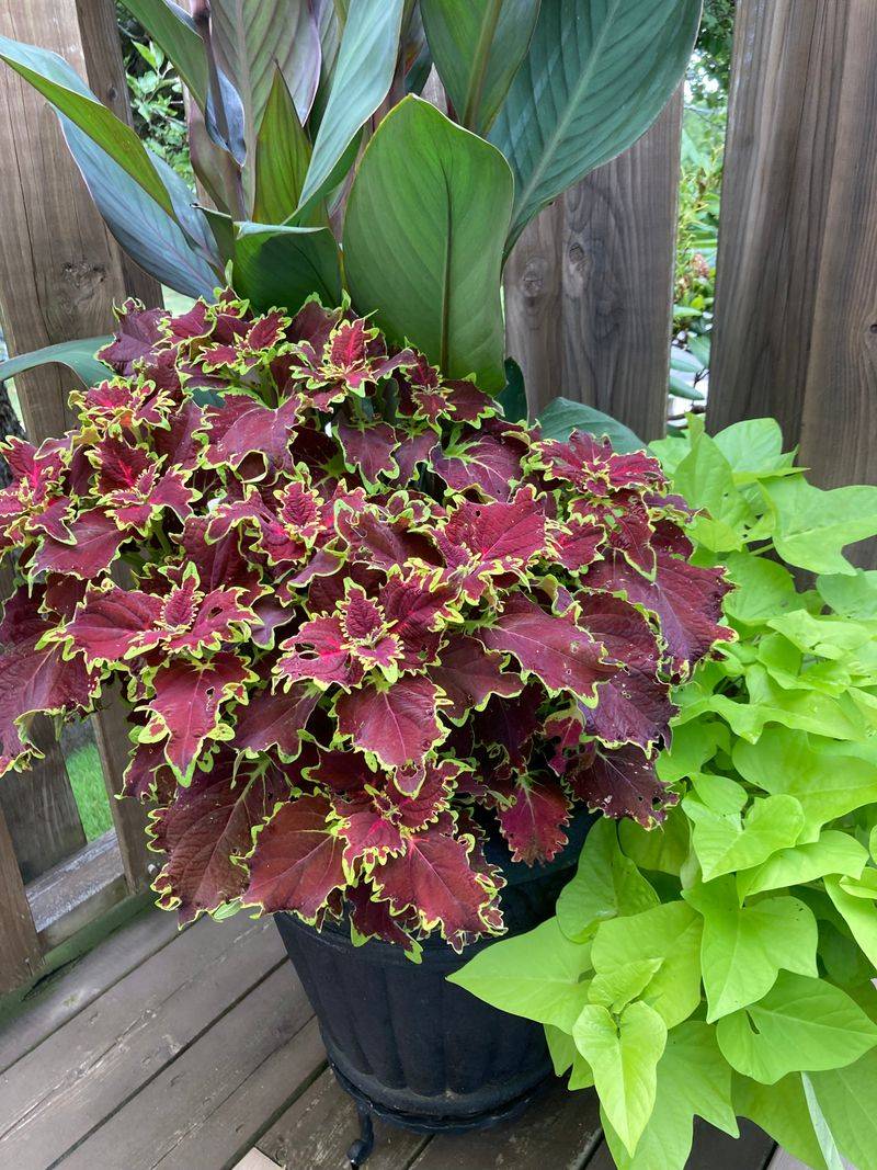 Mixed Jewel-Tone Coleus Plantings