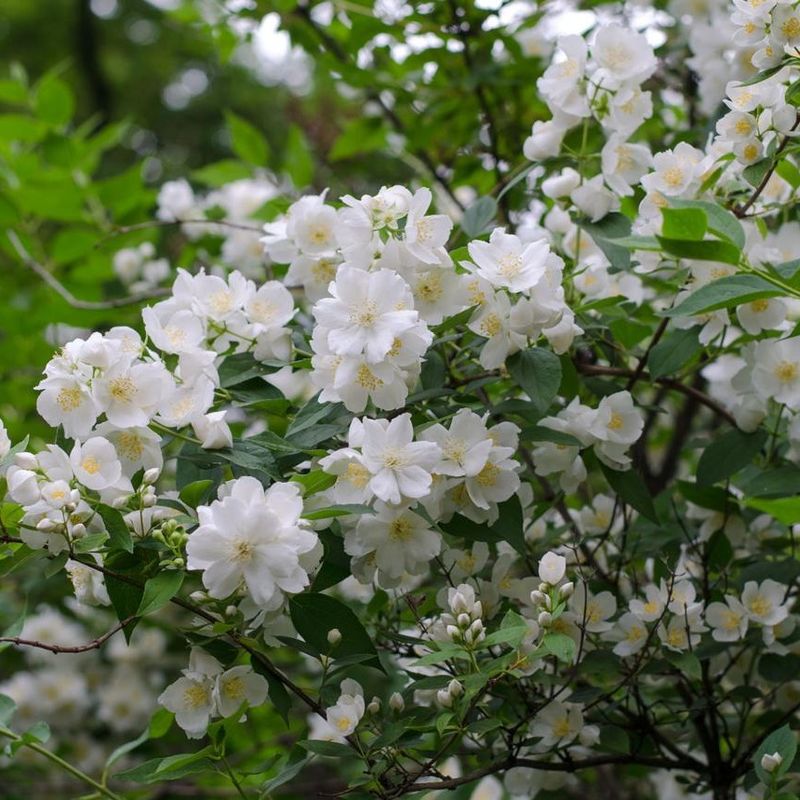 Mock Orange