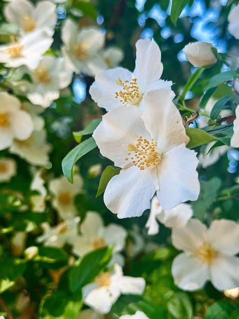 Mock Orange