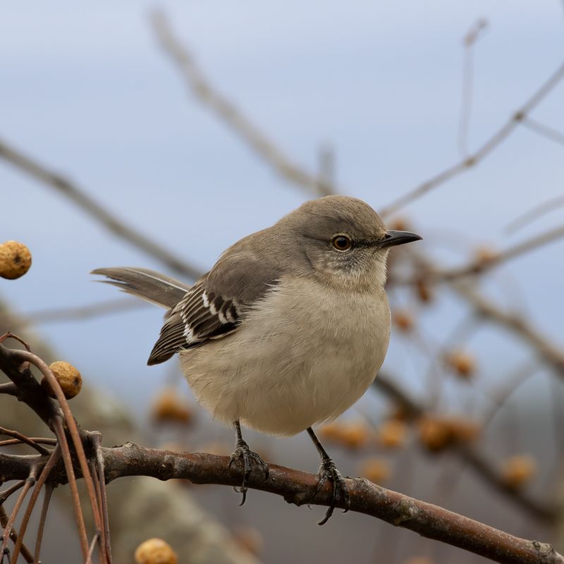 Mockingbirds Become More Territorial In May