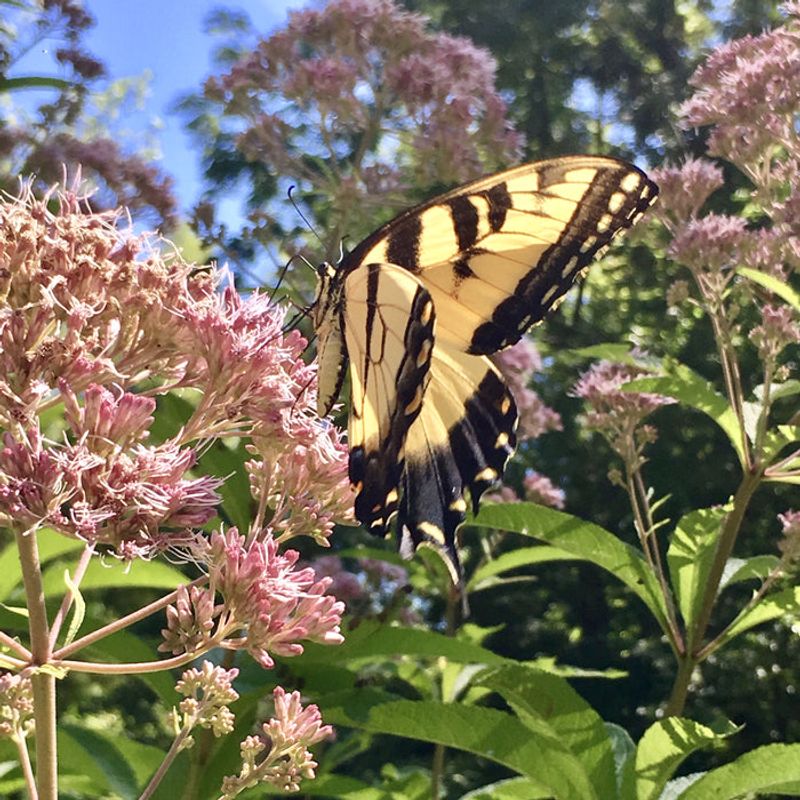 Moist, Fertile Soil Is The Secret To Joe Pye Weed Thriving In North Carolina