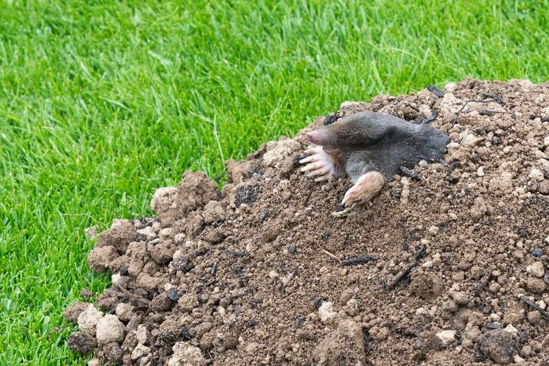 Moist Lawns Show More Tunnels