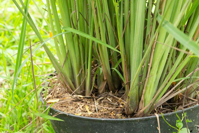 Moist Soil Supports Fast Summer Growth