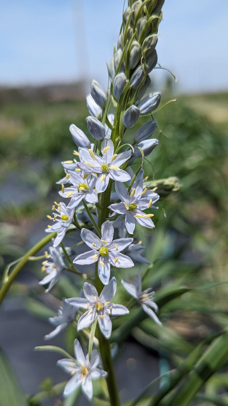 Moist Spring Soil And Dry Summer Dormancy Are A Perfect Match