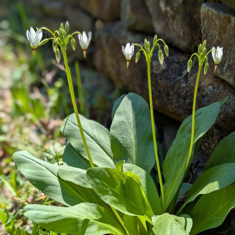Moist Spring Soil With Good Drainage Is The Sweet Spot