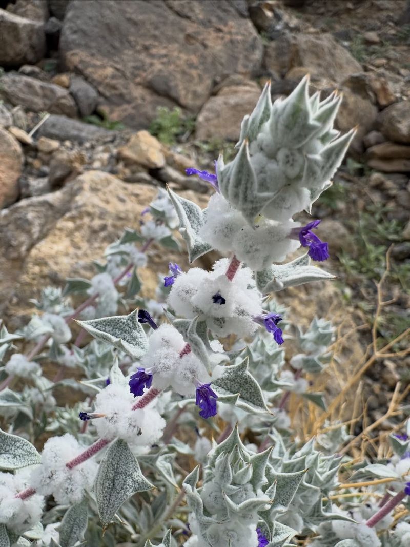Mojave Sage Mojave Sage