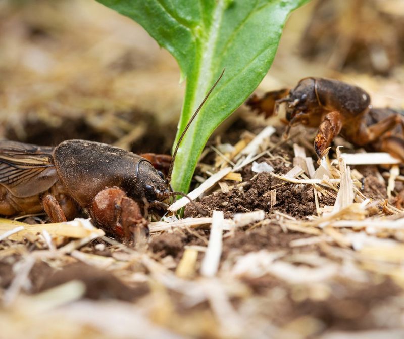 Mole Crickets Destroy Grass Roots Long Before Brown Patches Appear Mole Crickets Destroy Grass Roots Long Before Brown Patches Appear