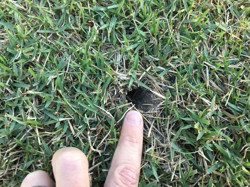 Mole Crickets Leave Soft Sponge-Like Soil Beneath The Lawn Mole Crickets Leave Soft Sponge-Like Soil Beneath The Lawn