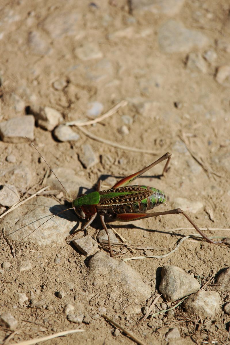 Mole Crickets
