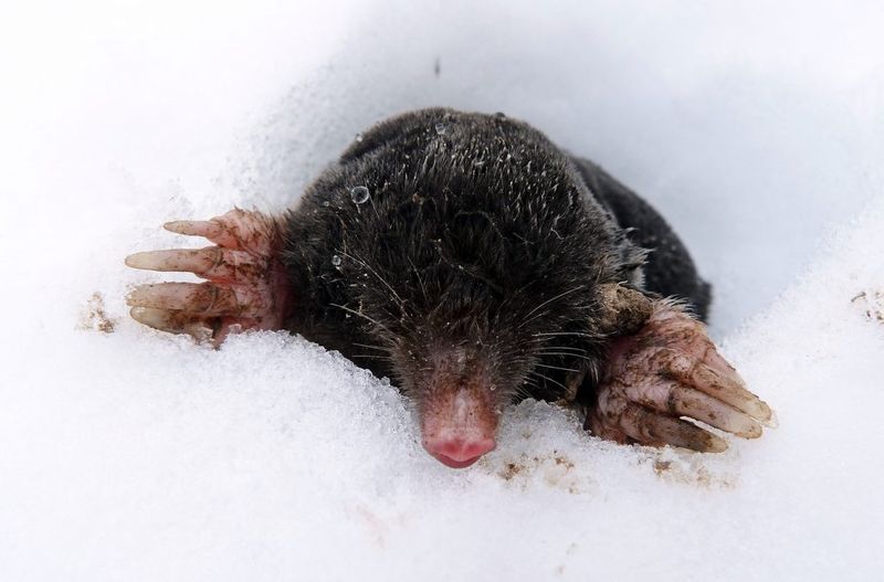Moles Stay Active Through Winter In Michigan