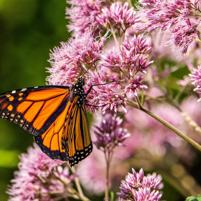 Monarch Butterflies Use Joe Pye Weed As A Late Summer Fuel Source