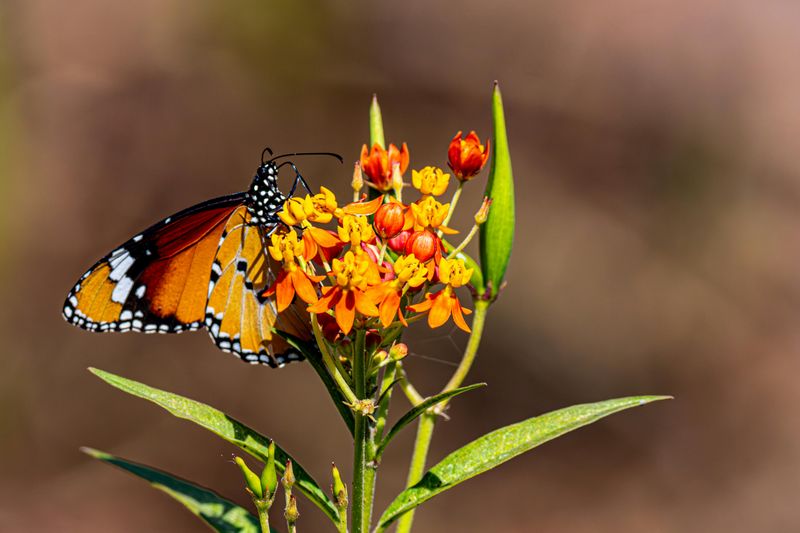 Butterfly Weed