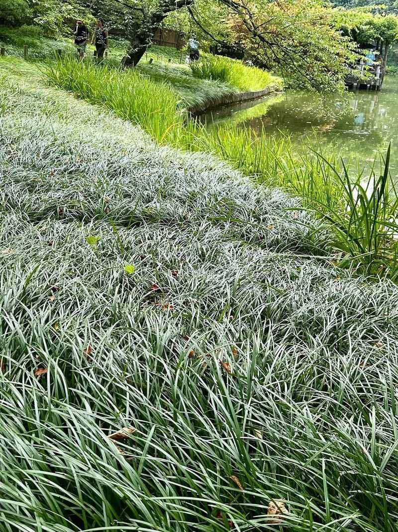 Mondo Grass Keeps Its Shape In Low Light