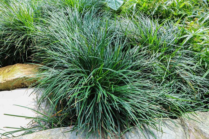 Mondo Grass Makes A Clean Evergreen Border For Shaded Paths Mondo Grass Makes A Clean Evergreen Border For Shaded Paths