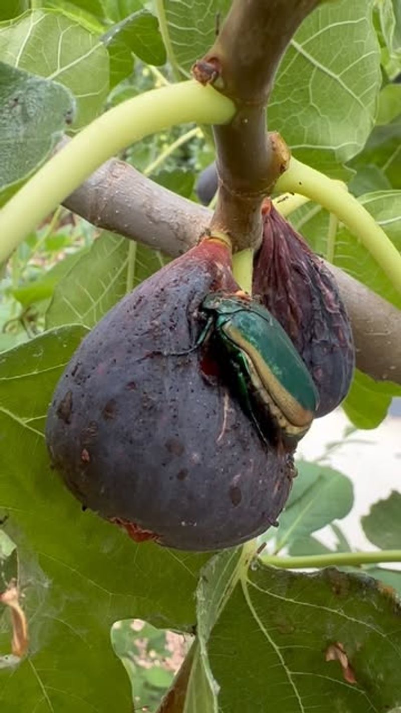 Monitor For Pests And Disease