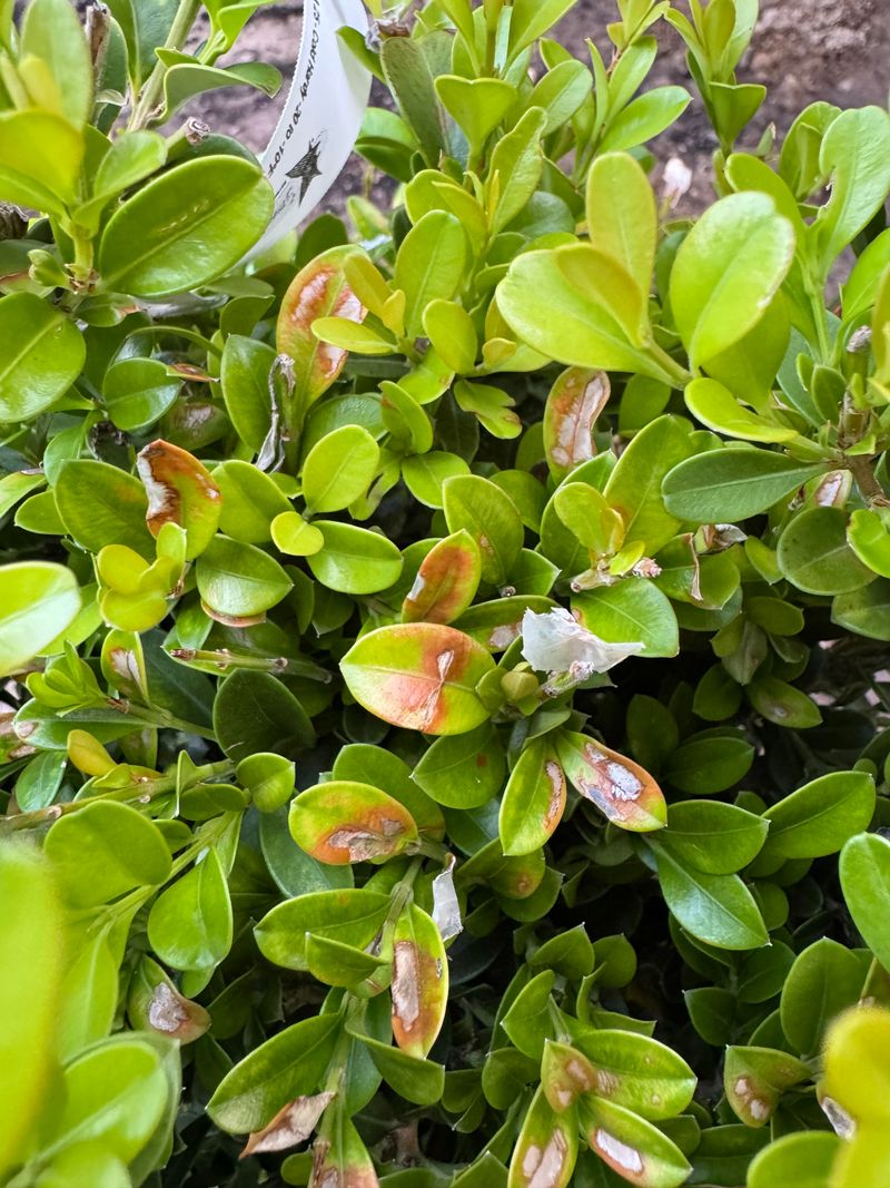 Monitor Nearby Boxwoods Closely