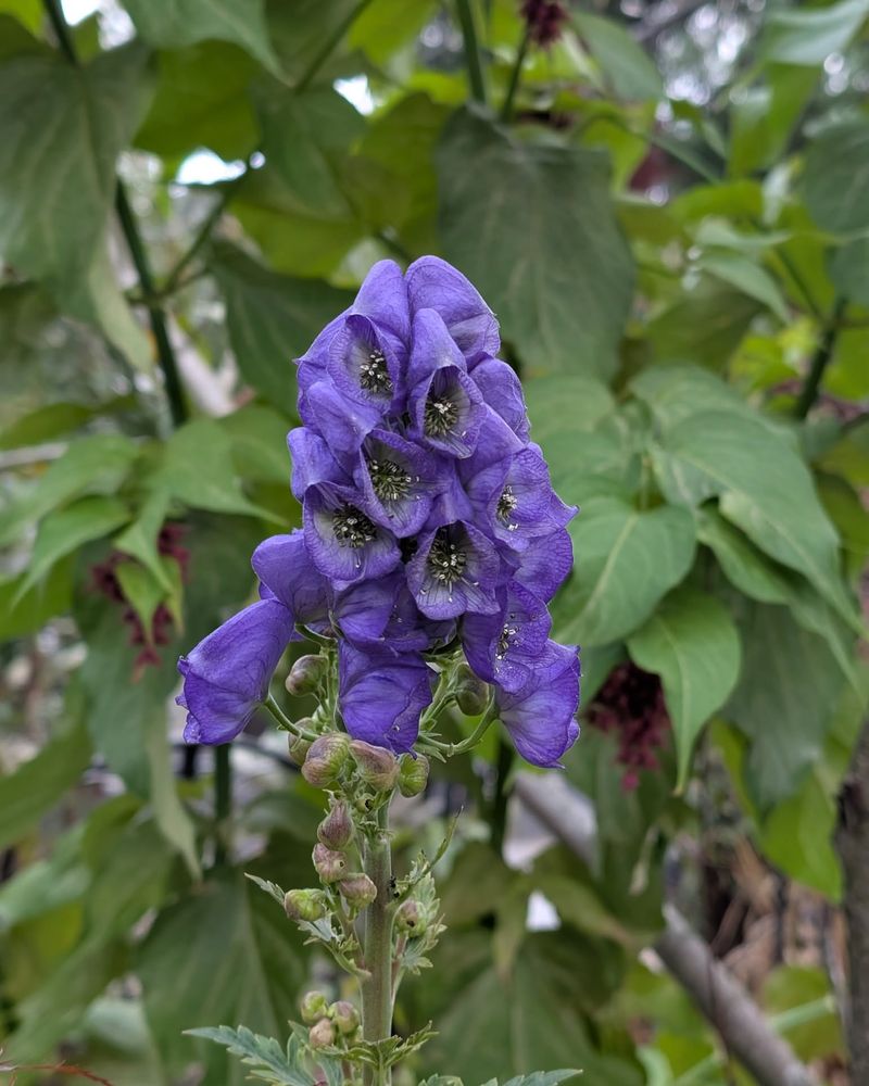 Monkshood