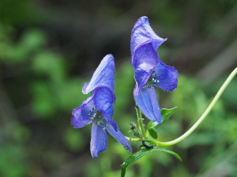 Monkshood