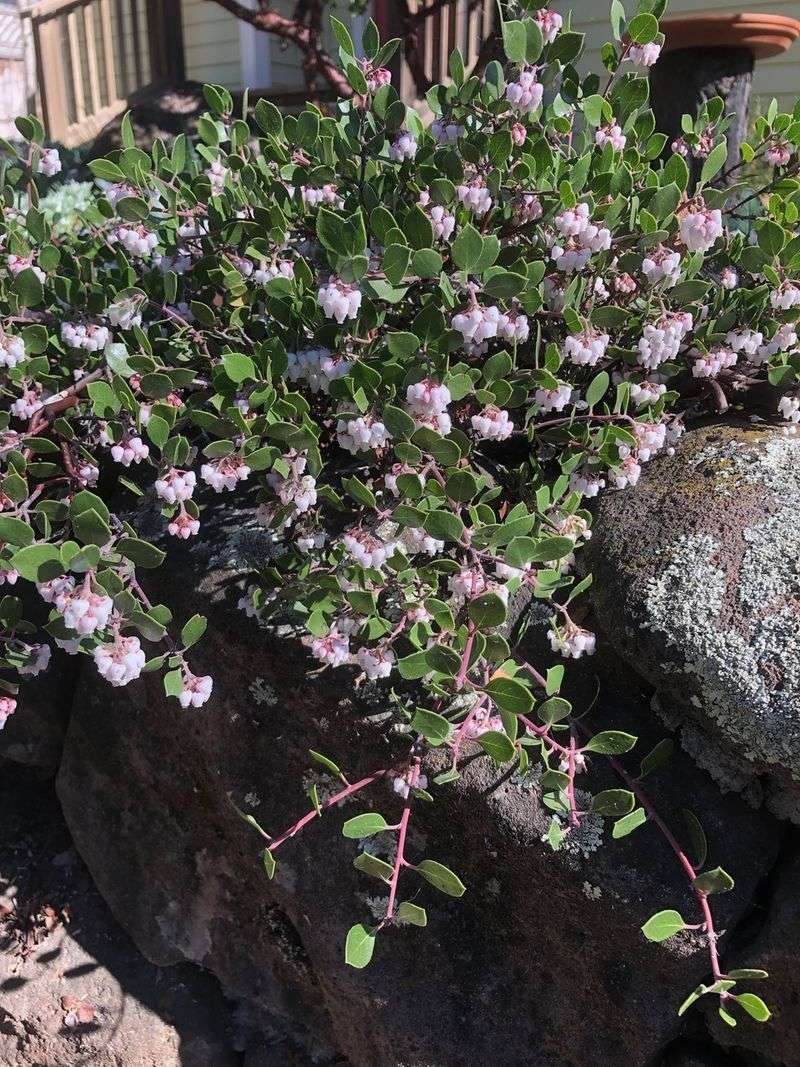 Monterey Carpet Manzanita Creates Dense Cover