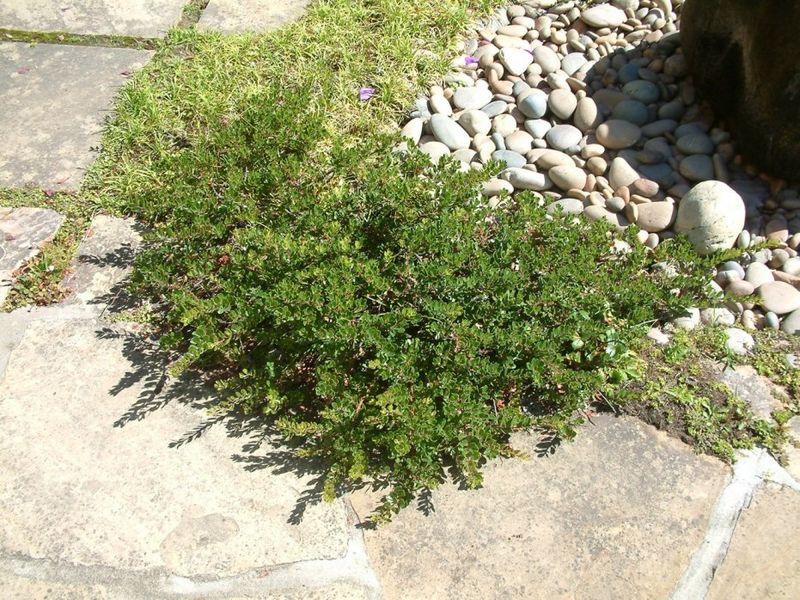 Monterey Carpet Manzanita Creates Thick Evergreen Cover Monterey Carpet Manzanita Creates Thick Evergreen Cover
