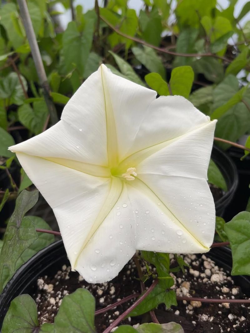 Moonflower Vines Bring More Evening Insect Movement Moonflower Vines Bring More Evening Insect Movement