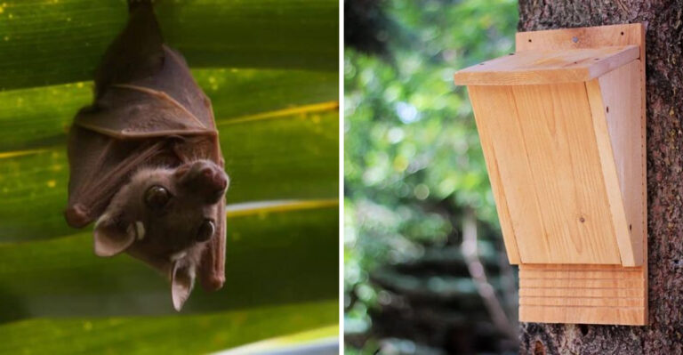 More Bats In Your Arizona Garden Means Fewer Mosquitoes — Here’s How To Attract Them