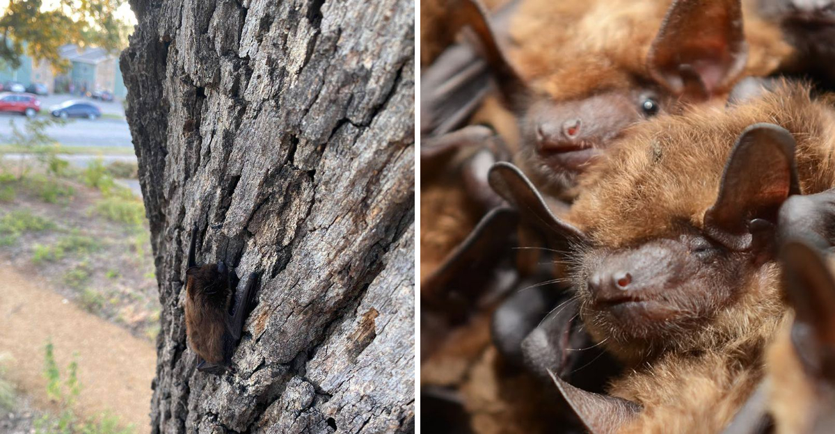 bats