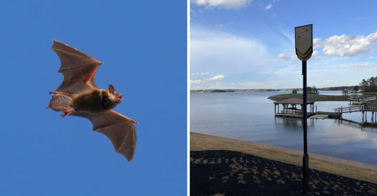 More Bats In Your North Carolina Garden Means Less Mosquitoes – Here’s How To Attract Them