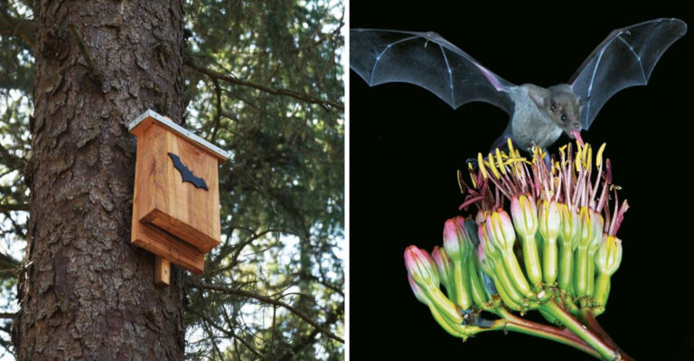 bat house and bat on flower