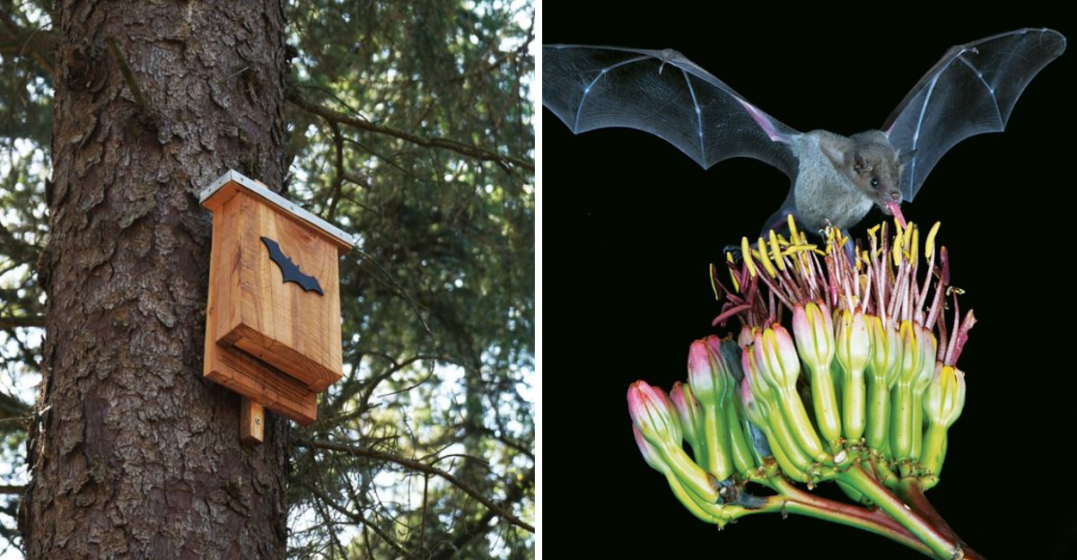 bat house and bat on flower