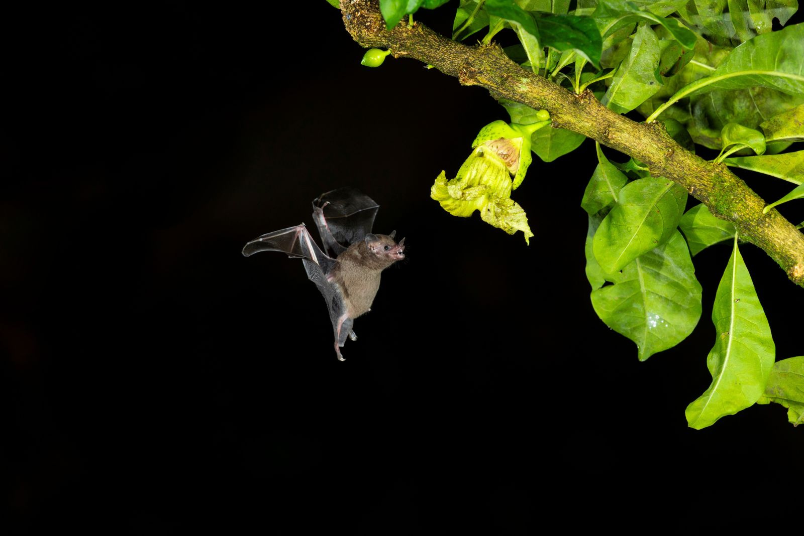 bat on plant