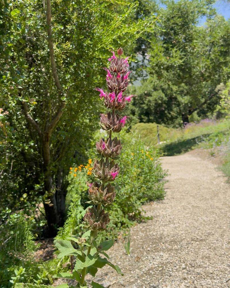 More Blooms Mean More Visitors