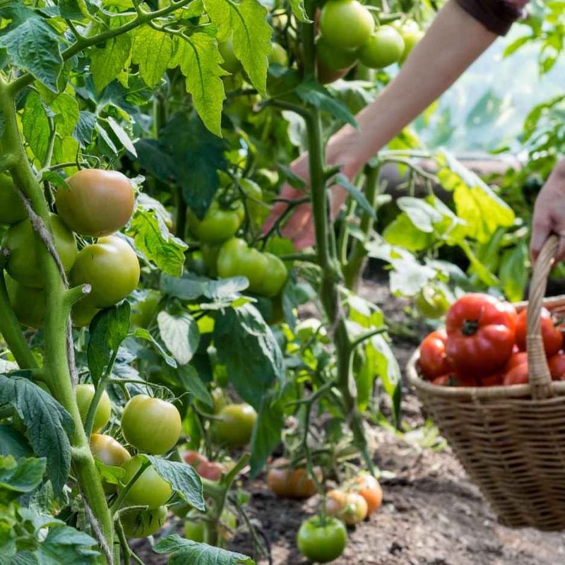 More Fertilizer Does Not Automatically Mean Better Tomatoes
