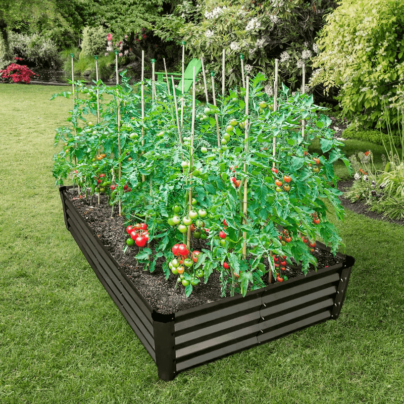 Tomatoes In Raised Bed
