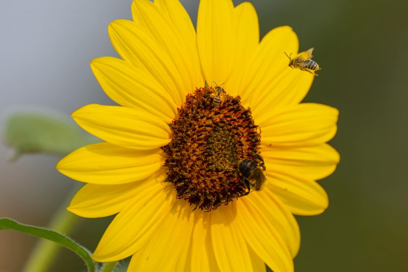 More Pollinators