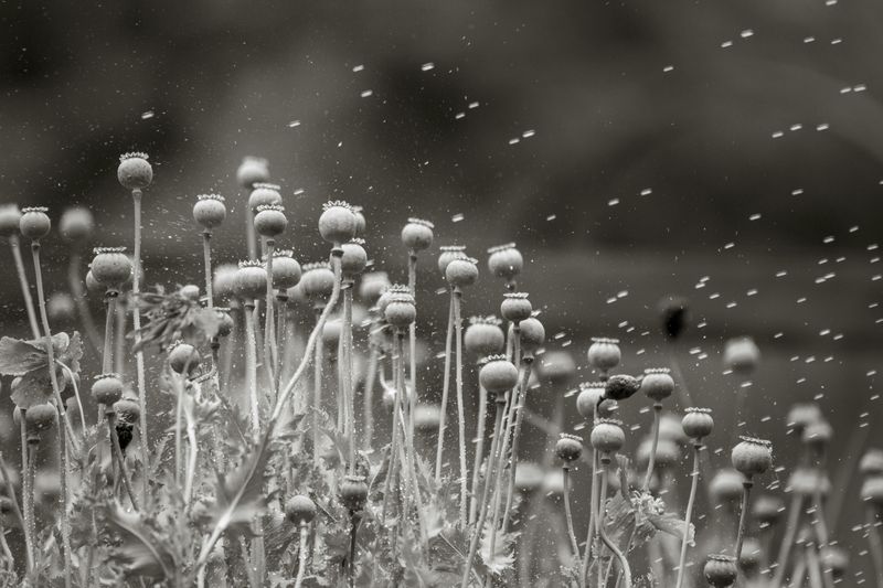 More Seed Heads And Pollen