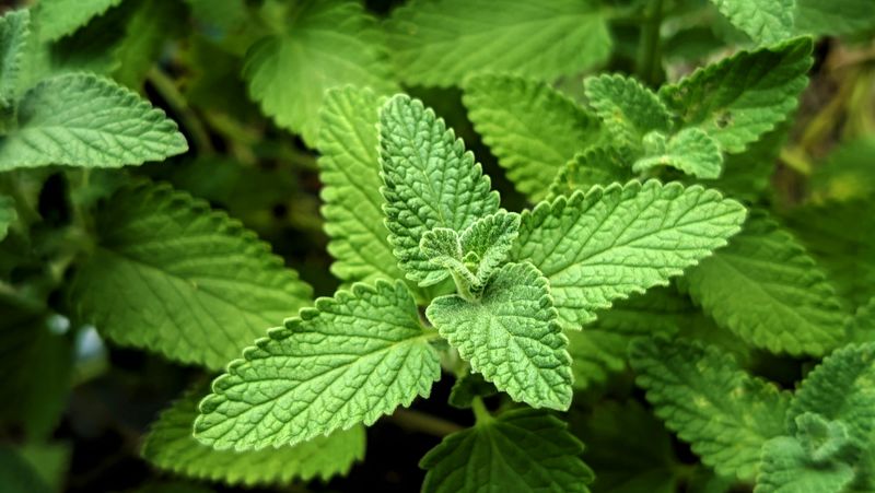 More Than Just A Cat's Favorite Plant More Than Just A Cat's Favorite Plant