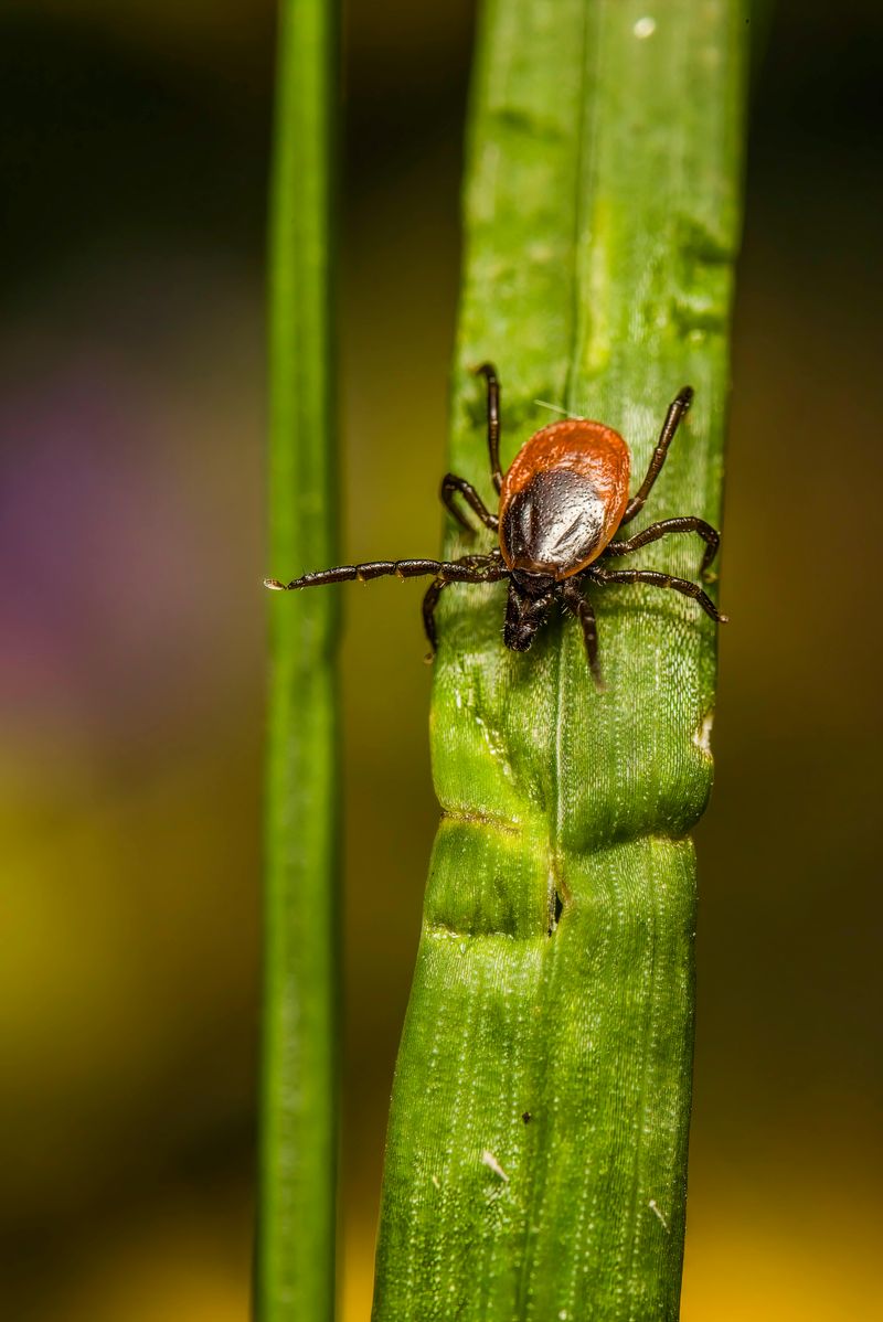 More Ticks And Pests